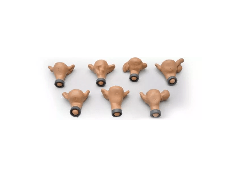 Set mit sieben Uteri für R10183 - Erler - Zimmer